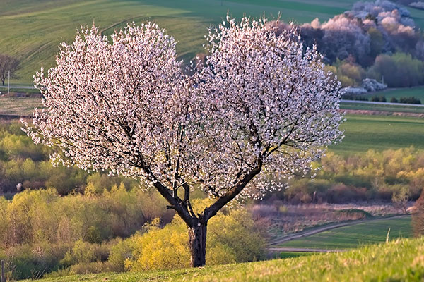 ハートの形の桜